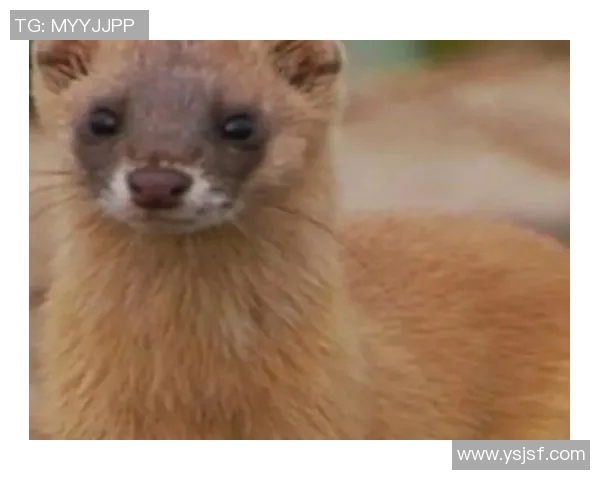 布莱克尼的神秘传说与历史遗迹探秘之旅 布莱克尼的神秘传说与历史遗迹探秘之旅
