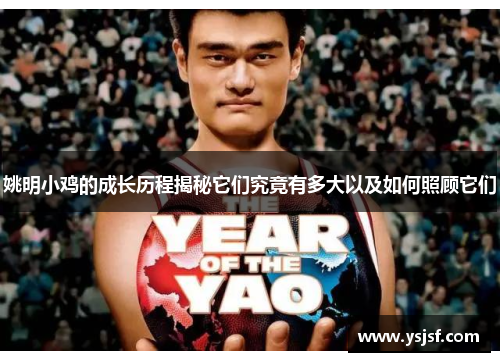 姚明小鸡的成长历程揭秘它们究竟有多大以及如何照顾它们